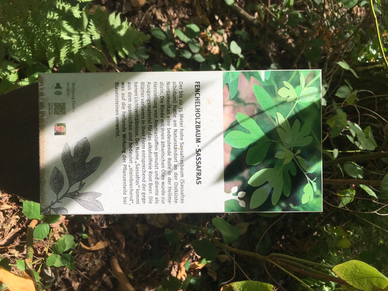 Sassafrasbaum — Bild 3 von 3