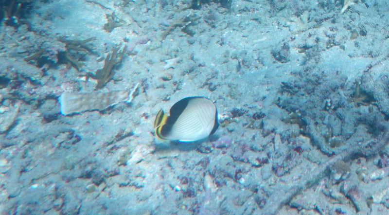 Sattel-Falterfisch — Bild 1 von 1