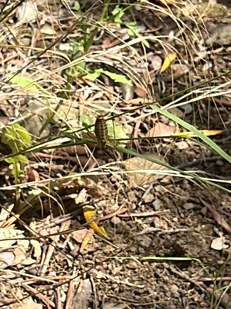 Sattelschrecke — Bild 2 von 12