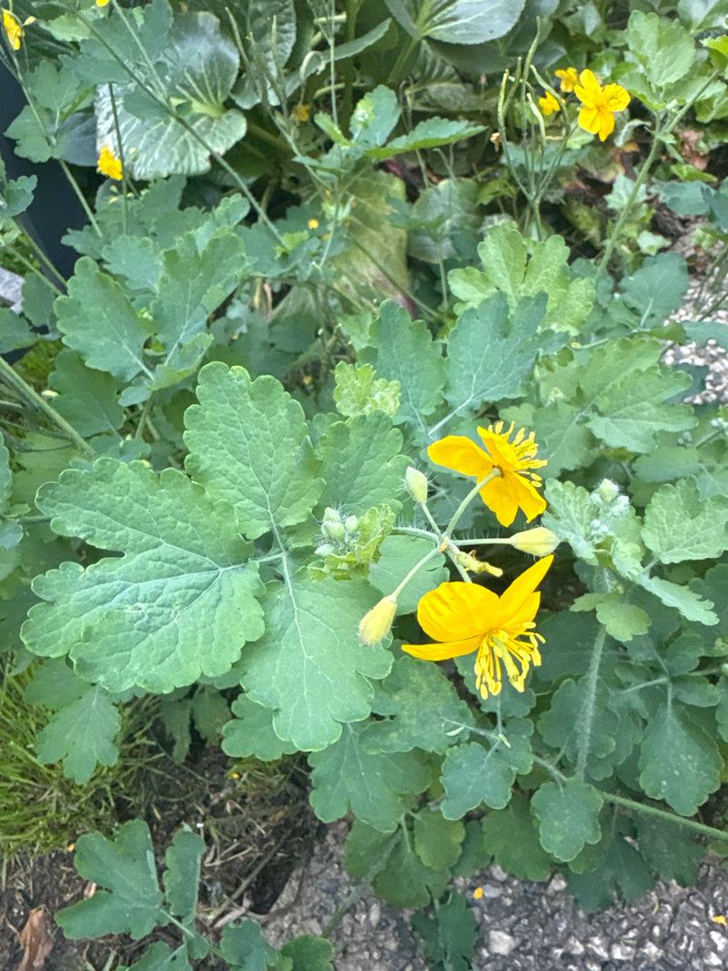 Das Bild zeigt eine Schöllkraut-Pflanze mit ihren typischen gelben Blüten und gelappten Blättern von oben.