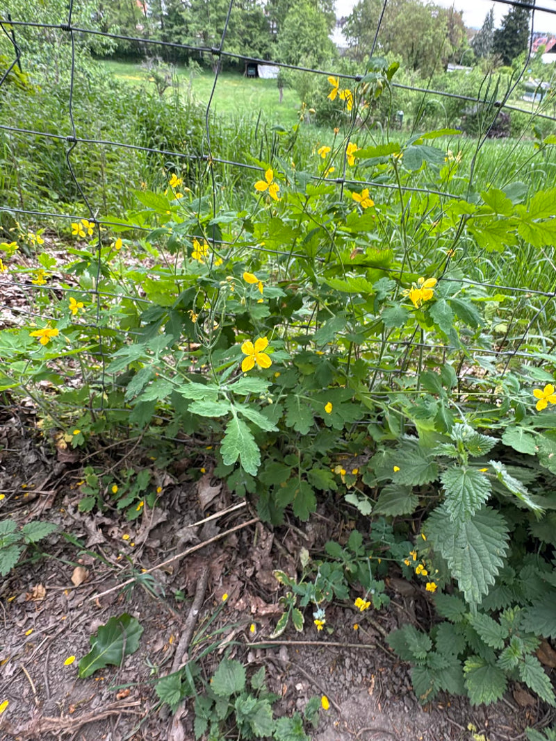 Zu sehen ist eine blühende Schöllkraut-Pflanze mit gelben Blüten und typisch gelappten Blättern, die vor einem Maschendrahtzaun wächst.