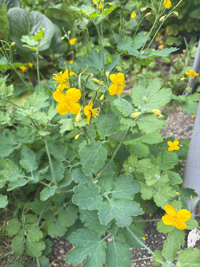 Zu sehen ist eine blühende Schöllkraut-Pflanze mit leuchtend gelben Blüten und typisch gelappten Blättern. Sie wächst im Freien auf einem schattigen Gartenbo...