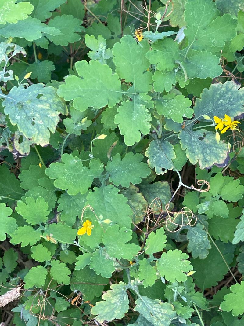 Zu sehen ist eine Ansammlung von Schöllkraut mit gelappten grünen Blättern und kleinen gelben Blüten. Die Aufnahme zeigt die Pflanze von oben in ihrer natürl...
