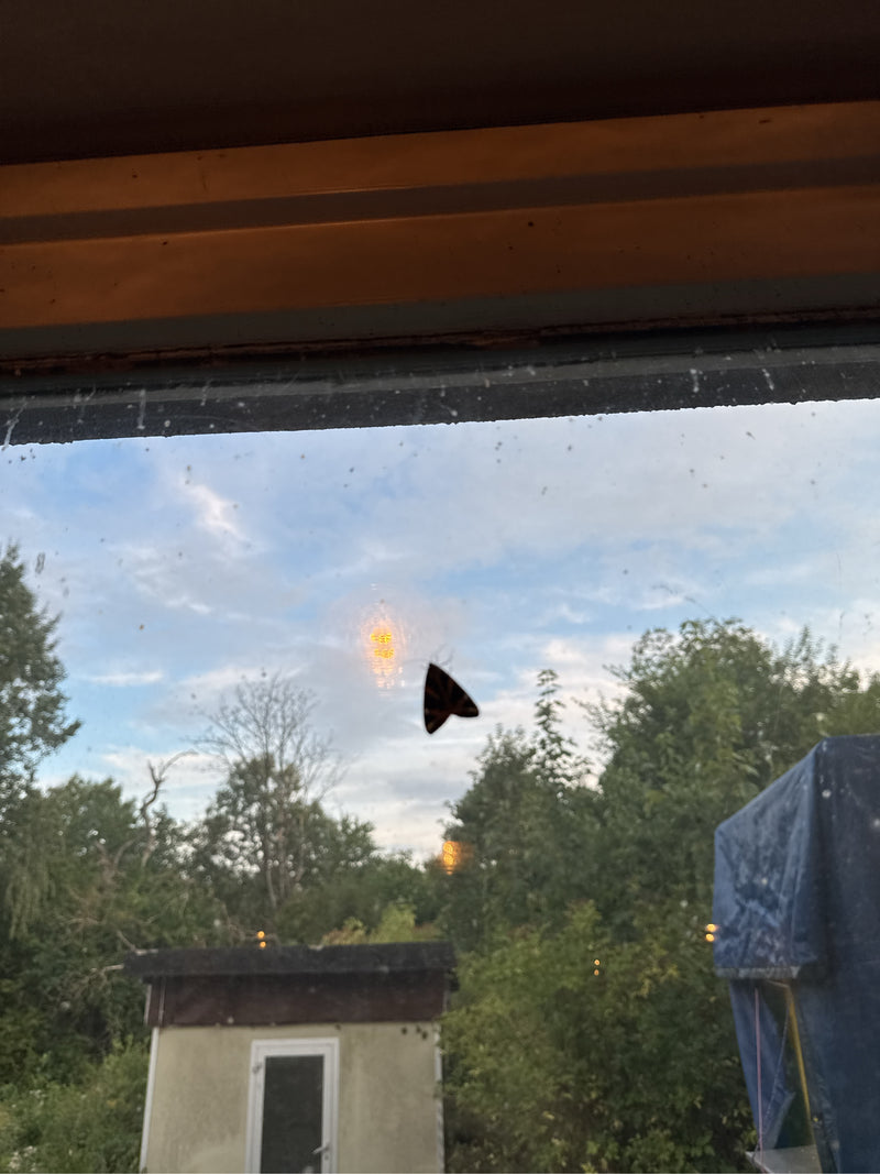 Auf dem Bild ist ein Schönbär zu sehen, der auf einer Fensterscheibe sitzt. Im Hintergrund erkennt man verschwommen Bäume und einen Garten.