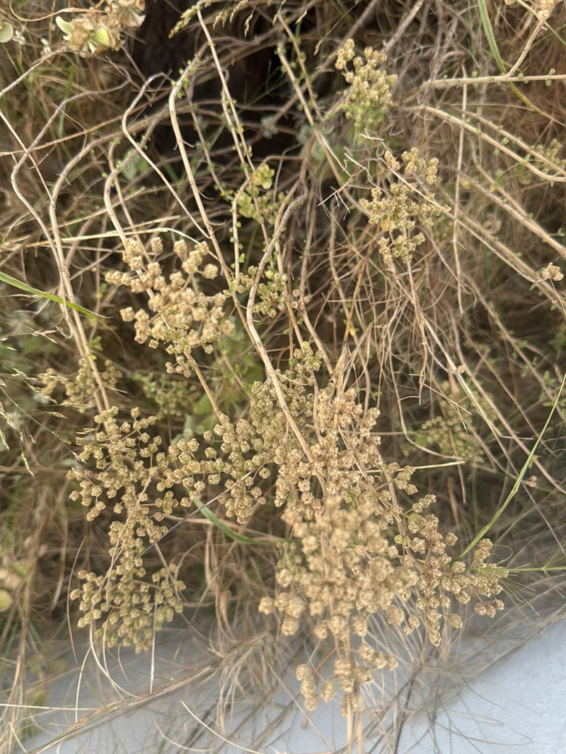 Schafgarben — Bild 1 von 3