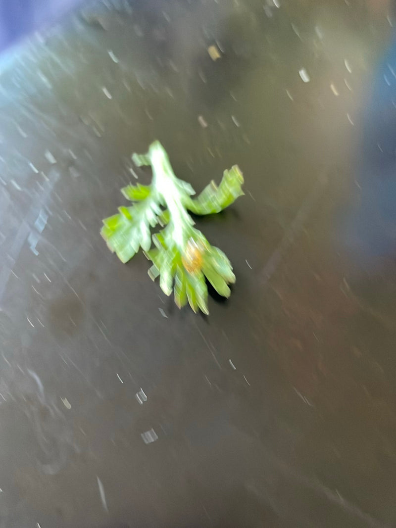 Schafgarben — Bild 3 von 3