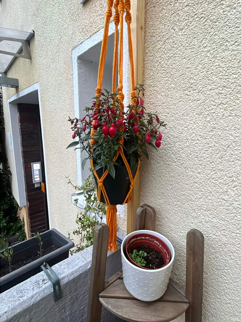 Zu sehen ist eine blühende Fuchsie in einem hängenden Pflanztopf an einer Hauswand. Die Pflanze zeigt typische rote Blüten und grüne Blätter.