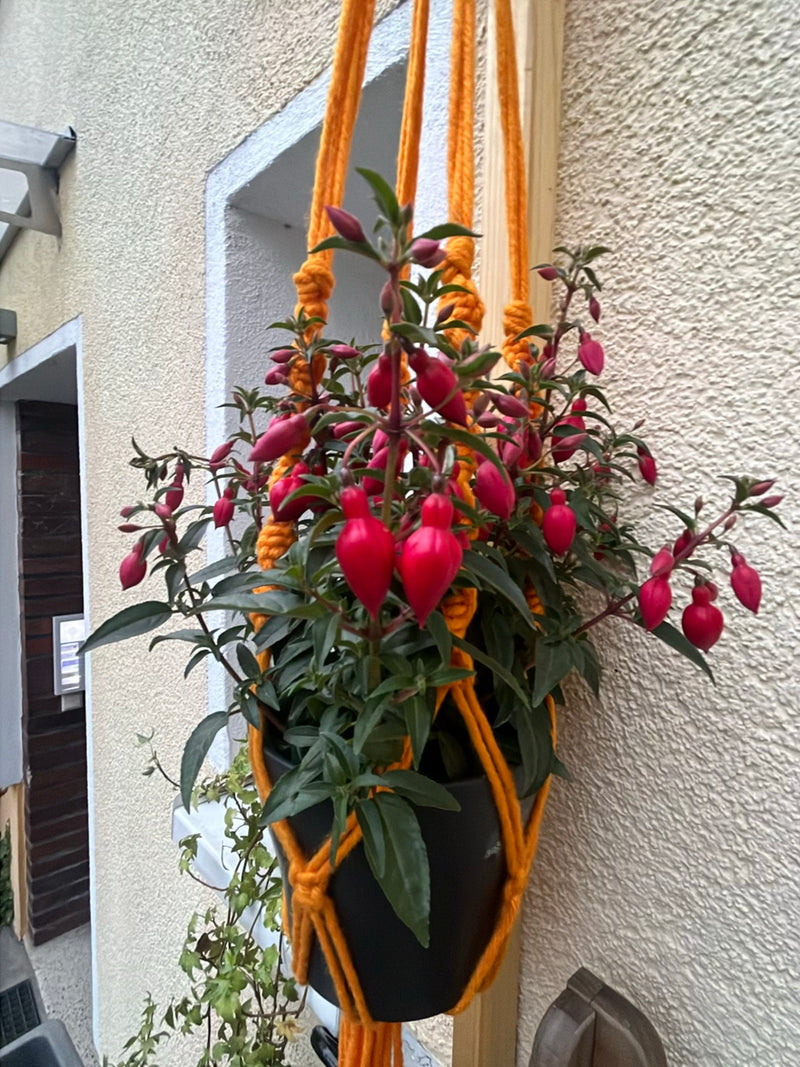 Zu sehen ist eine hängende Fuchsie in einem schwarzen Topf vor einer hellen Hauswand. Die Pflanze trägt zahlreiche rote Blütenknospen und grüne Blätter.