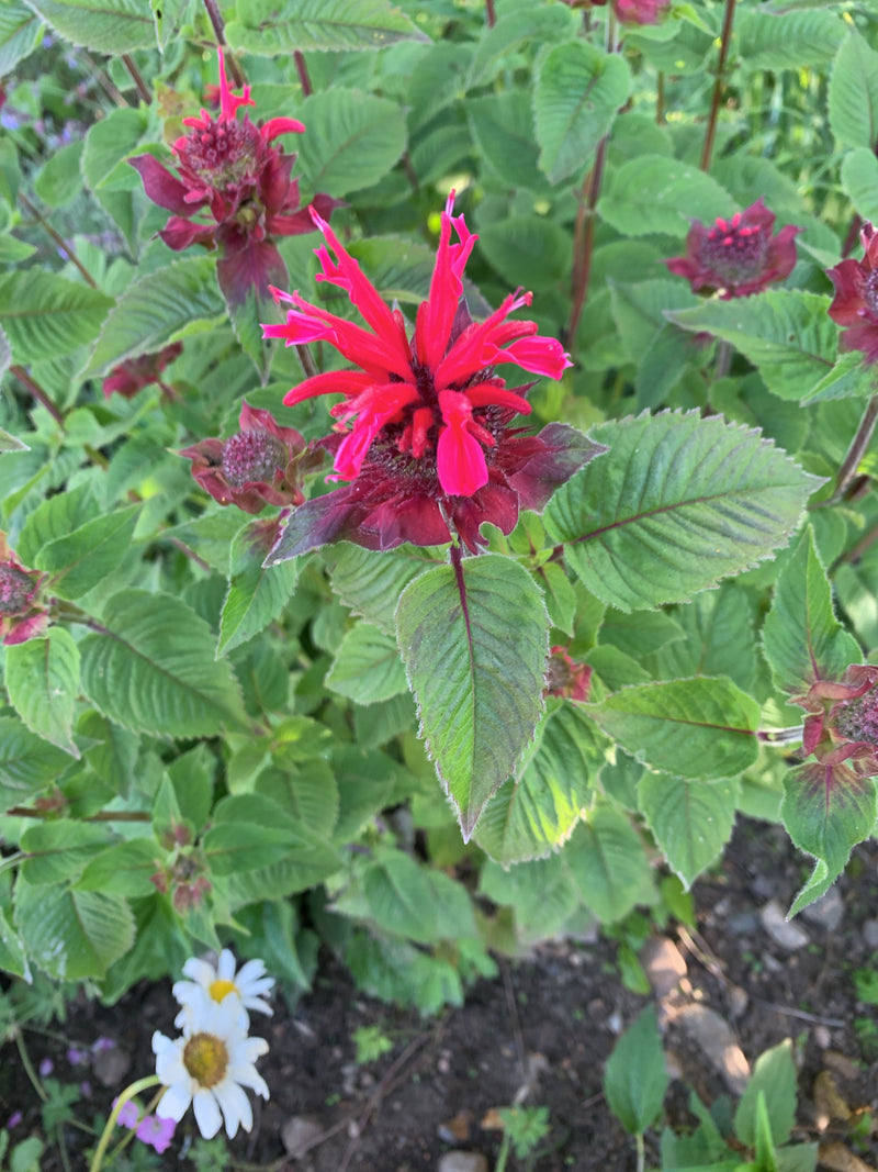 Das Bild zeigt eine blühende Indianernessel mit auffälligen, leuchtend roten Blütenständen und grünen Blättern. Sie wächst in einem Gartenbeet auf dunkler Erde.