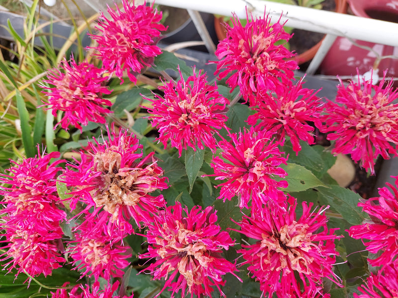 Zu sehen sind mehrere leuchtend rote Blüten der Indianernessel in einer Nahaufnahme von oben. Die Blütenköpfe stehen dicht beieinander vor grünem Laub.