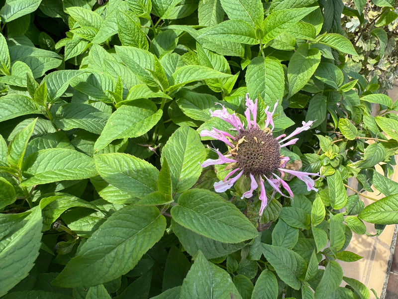 Eine blassviolette Blüte einer Indianernessel inmitten von dichten, grünen Laubblättern.
