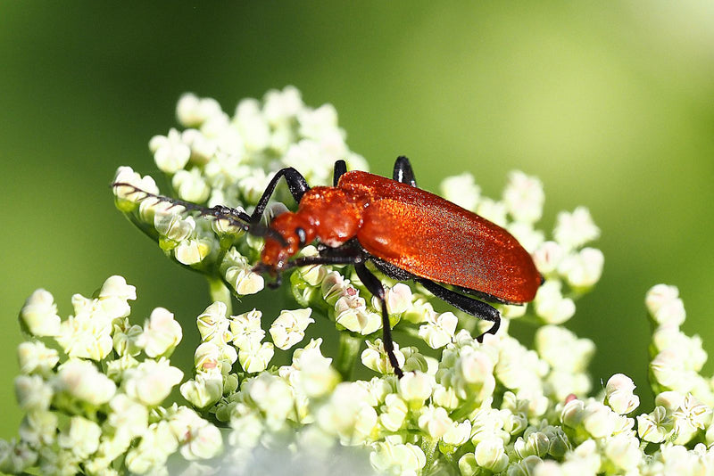 Ein Scharlachroter Feuerkäfer sitzt auf einer weißen Blüte. Seine leuchtend rote Flügeldecken und der schwarze Kopf sind gut zu erkennen.