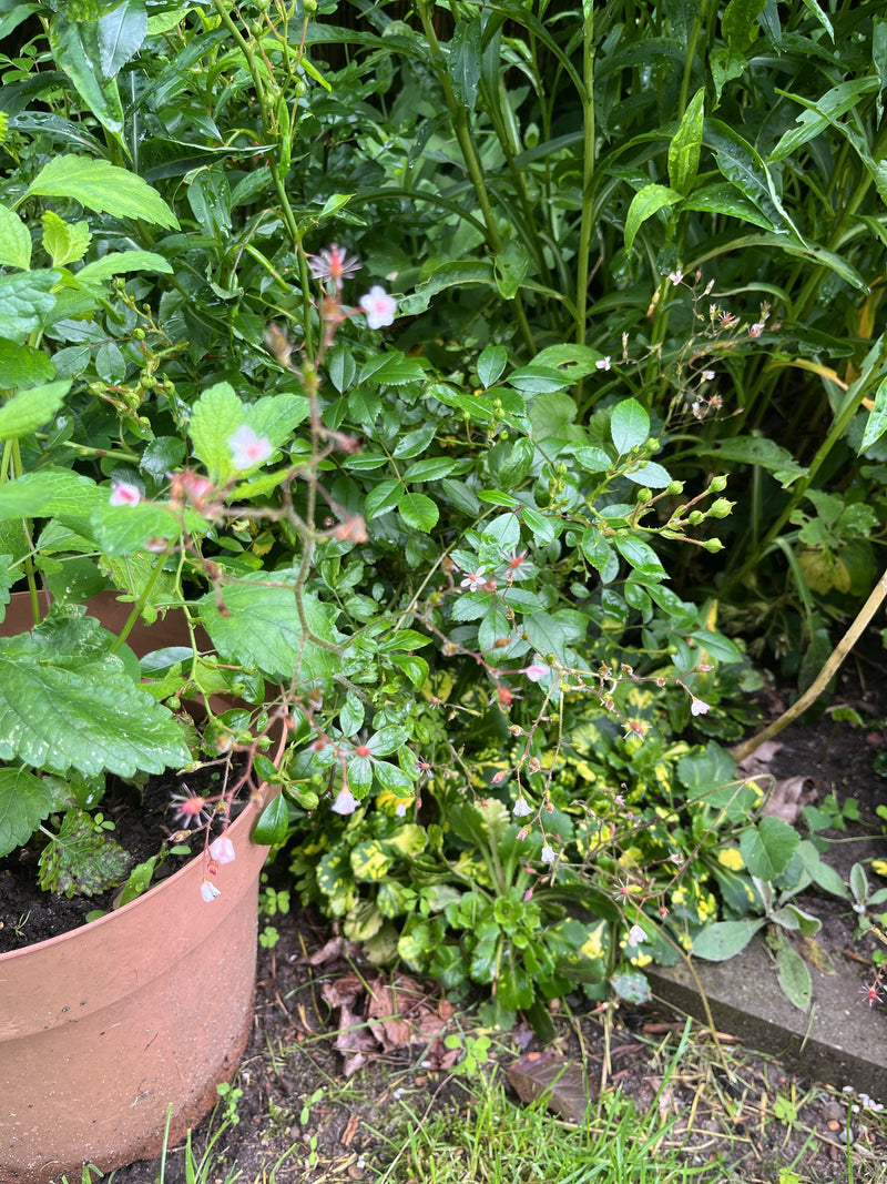 Schatten-Steinbrech — Bild 2 von 4
