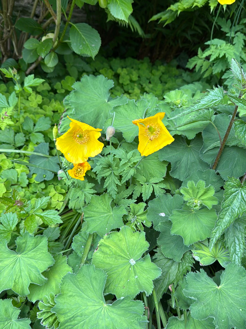 Auf dem Bild sind leuchtend gelbe Blüten des Scheinmohns zu sehen, die aus dichtem Grün herausragen. Die Pflanzen blühen in einer natürlichen Umgebung.