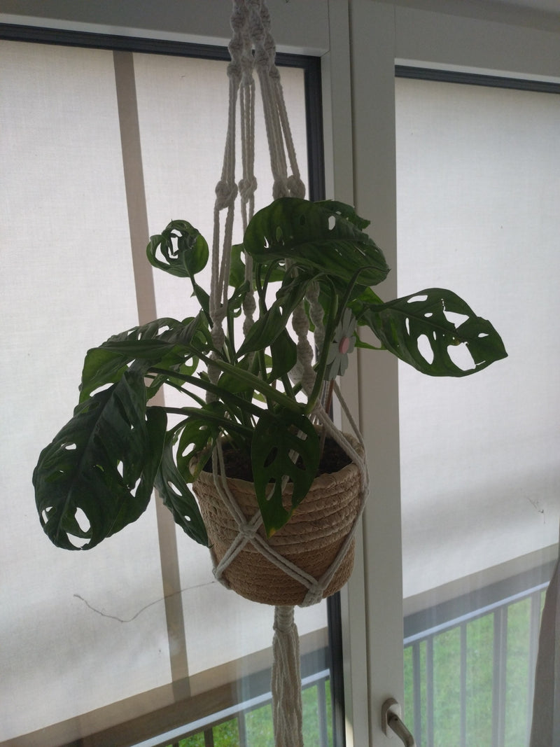 Zu sehen ist eine Monstera adansonii in einer hängenden Pflanzenschale vor einem hellen Fenster. Die typischen gelöcherten Blätter der Zimmerpflanze sind gut...
