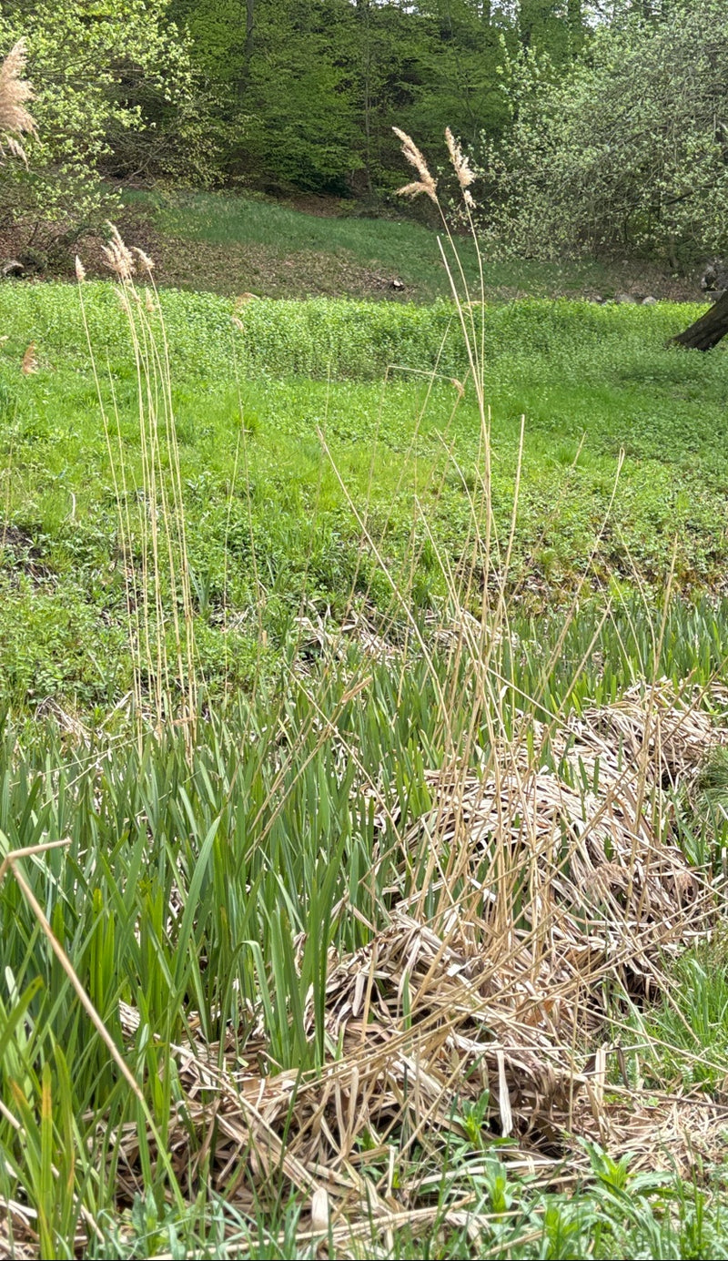 Das Bild zeigt Schilfrohr mit charakteristischen trockenen Halmen und Fruchtständen vor einer grünen Vegetation.