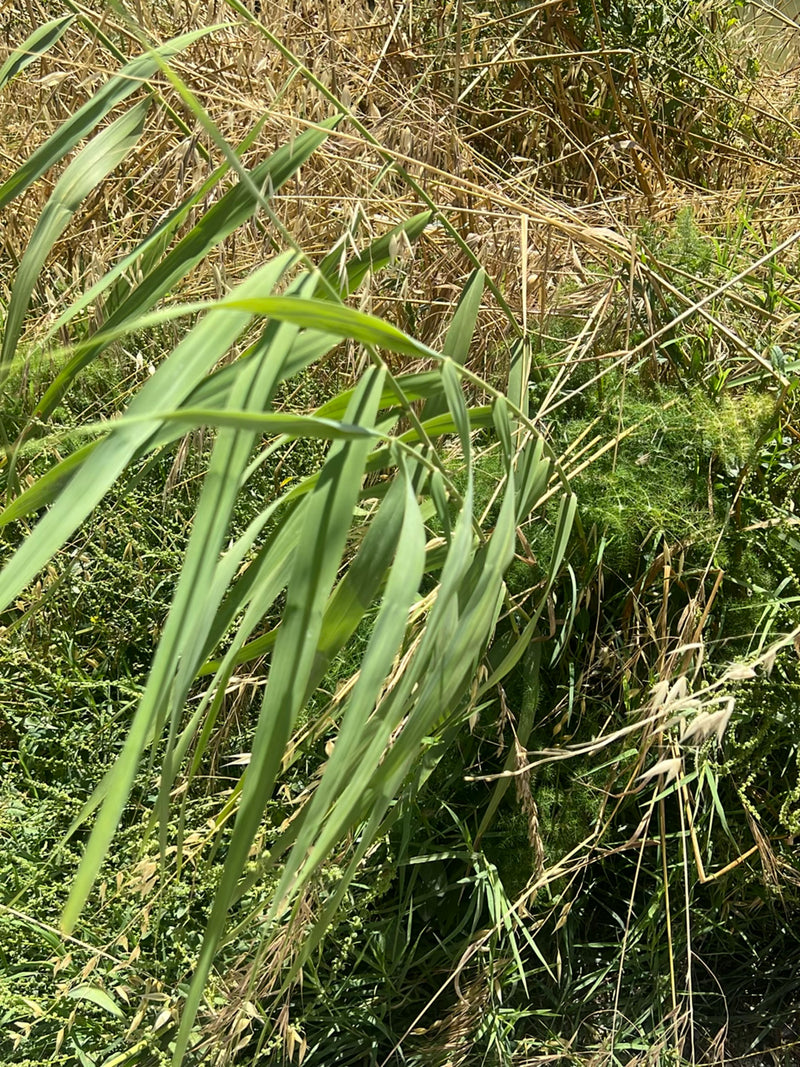 Das Bild zeigt die langen, schmalen grünen Blätter und Halme des Schilfrohrs in einer natürlichen Umgebung mit trockener Vegetation im Hintergrund. Die Pflan...