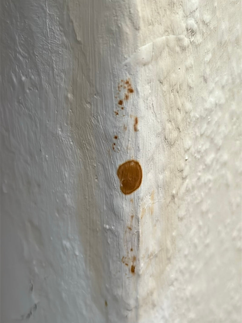 Gießkannenschimmel — Bild 5