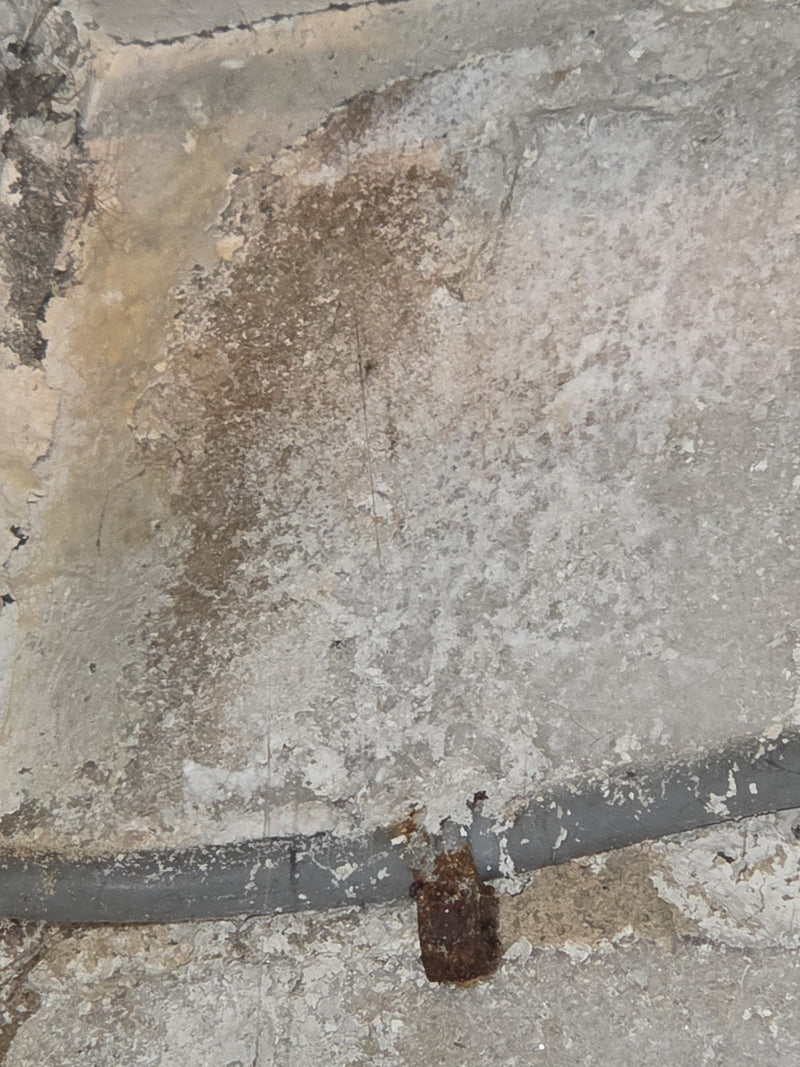 Kurzflügler (Mocyta fungi) — Bild 4 von 17