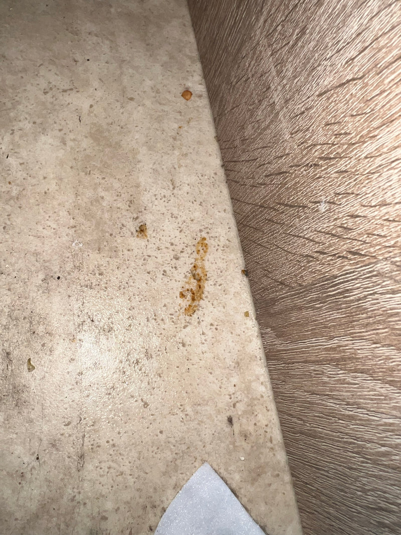 Kurzflügler (Mocyta fungi) — Bild 3 von 17