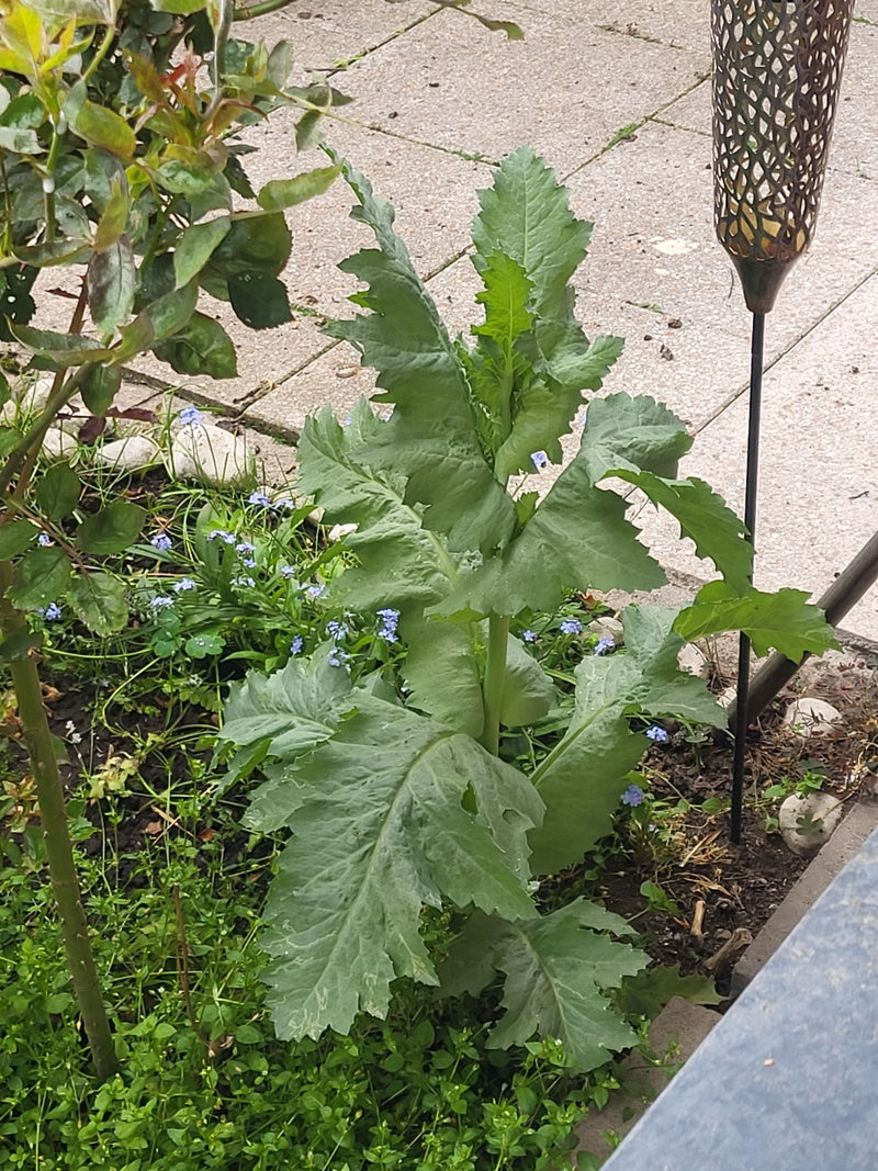 Schlafmohn — Bild 4