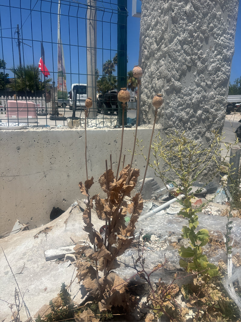 Schlafmohn — Bild 5 von 15