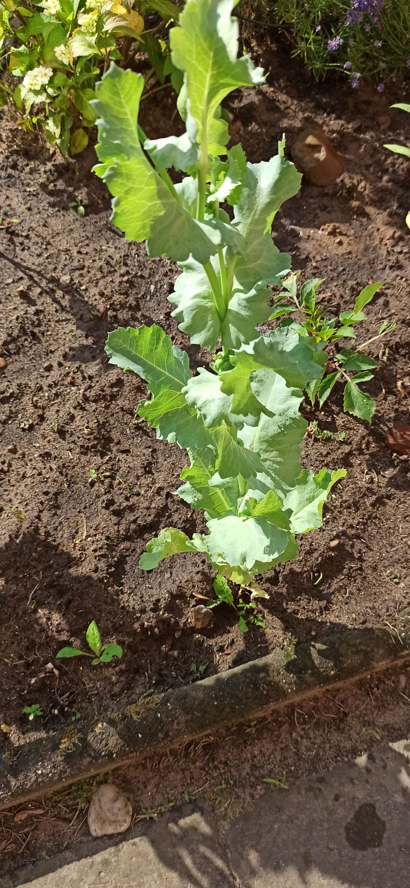 Schlafmohn — Bild 3 von 15