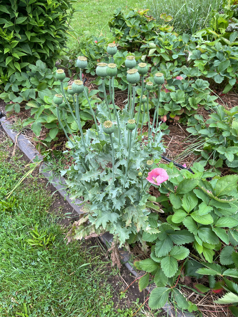 Schlafmohn — Bild 1 von 15