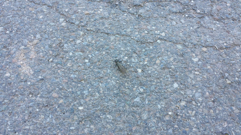 Schlammfliege — Bild 1 von 7