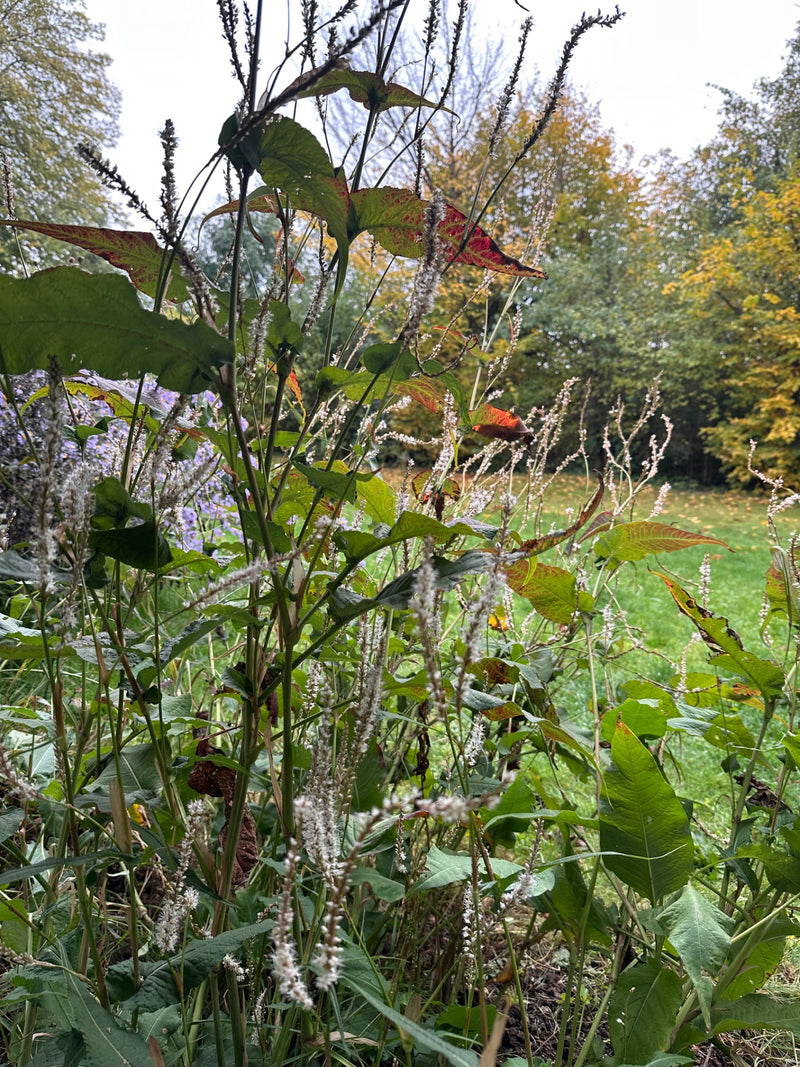 Mehrere Triebe des Schlangen-Knöterichs mit verblühten, hellen Ähren stehen auf einer Wiese vor Bäumen.