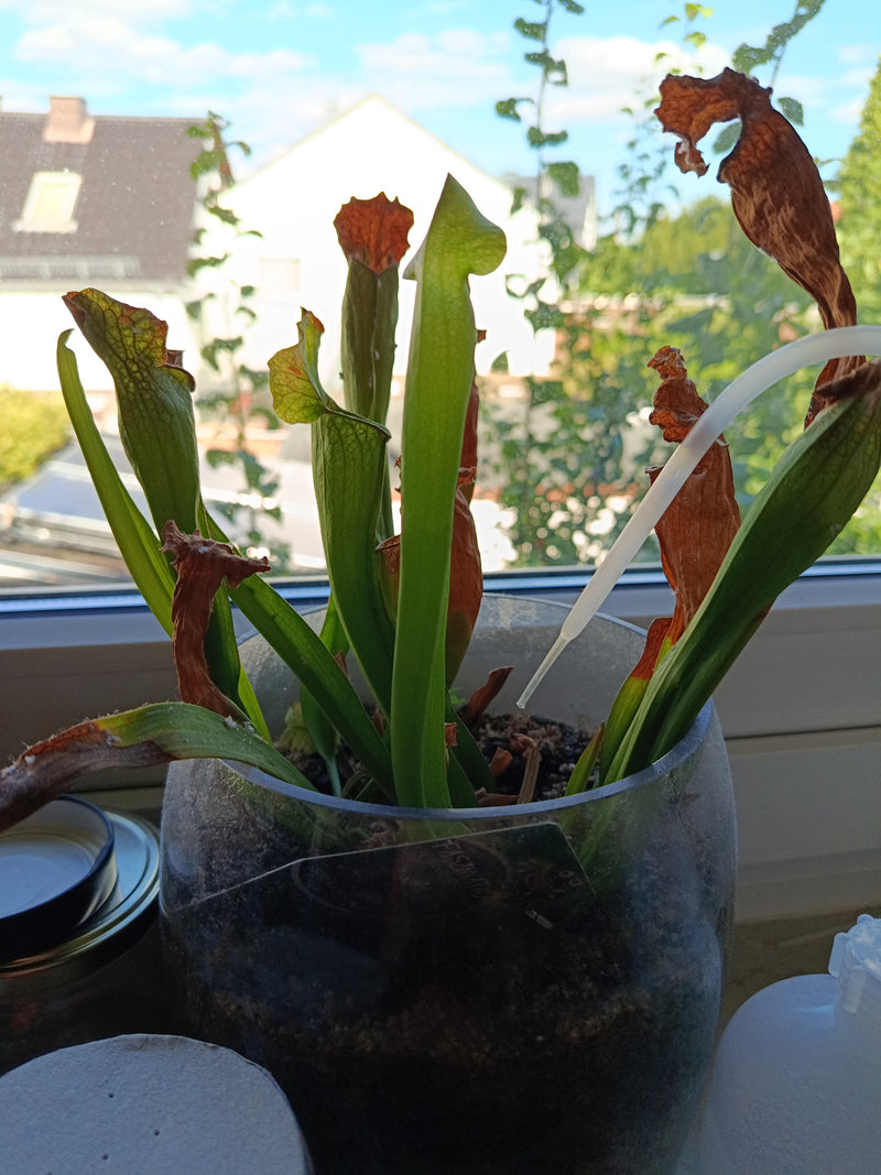 Schlauchpflanze — Bild 1 von 1