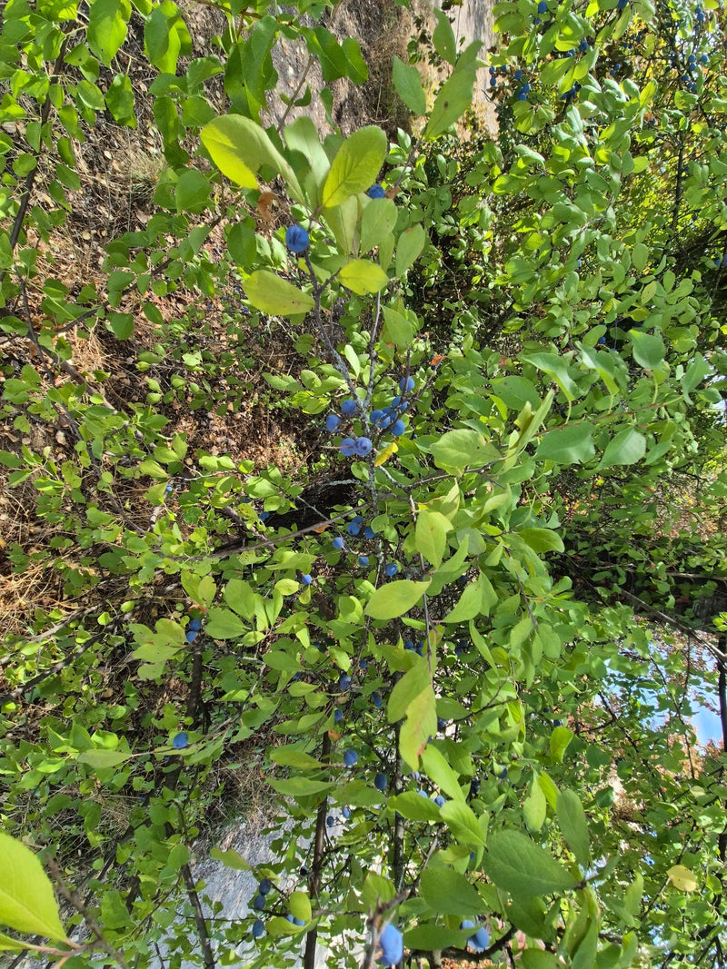 Schlehen — Bild 4