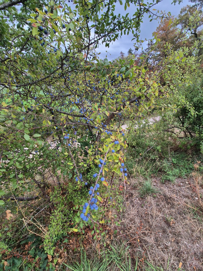 Schlehen — Bild 3