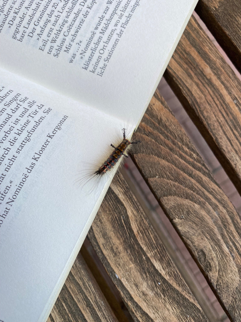 Auf einem aufgeschlagenen Buch sitzt eine gut erkennbare Raupe des Schlehen-Bürstenspinners. Das Insekt zeigt seine typische Behaarung und Farbgebung aus der...