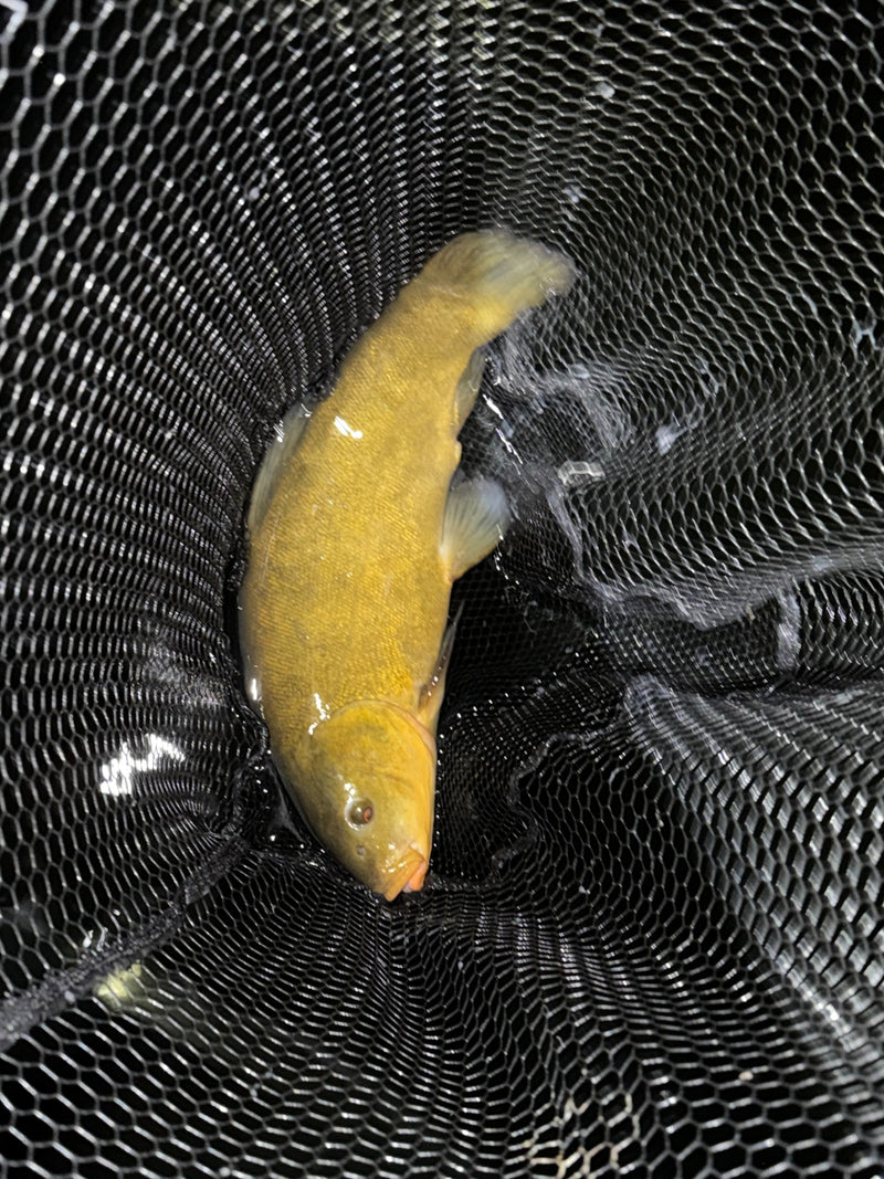 Auf dem Foto ist eine Schleie zu sehen, die in einem schwarzen Kescher liegt. Der olivgrüne bis goldbraune Fisch ist vollständig und gut erkennbar.