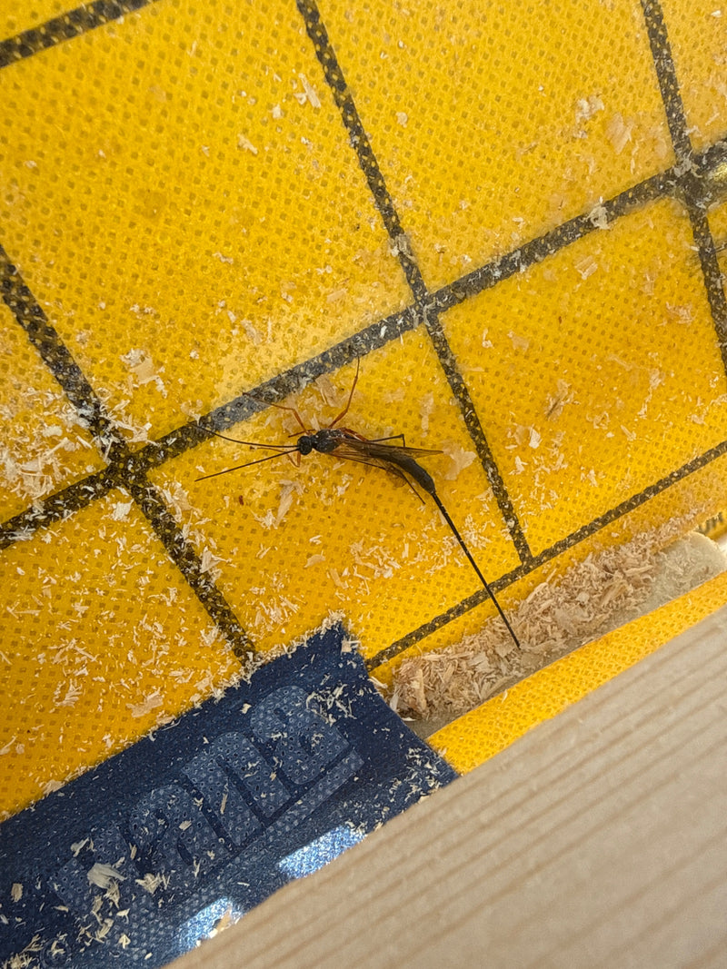 Eine Schlupfwespe mit auffallend langem Legebohrer und langen Fühlern liegt auf einer gelben, gitterartig bedruckten Folie.
