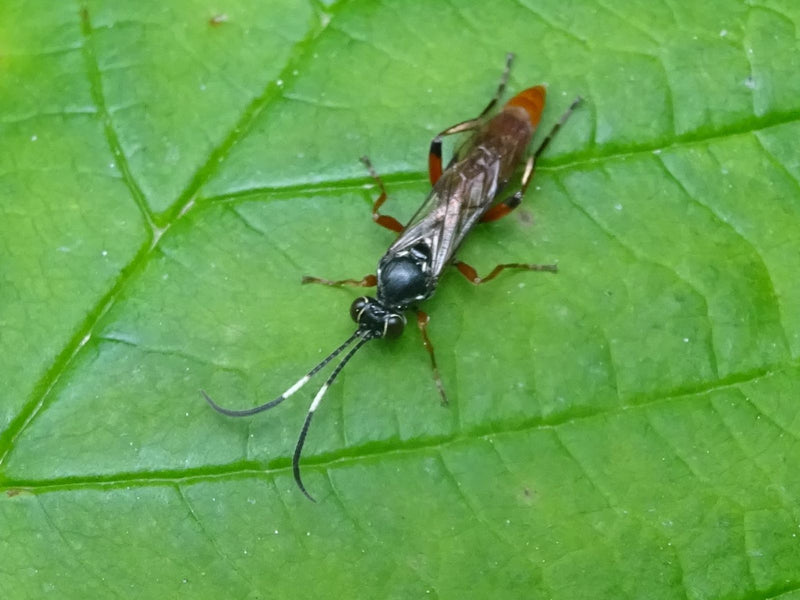 Eine Schlupfwespe sitzt auf der Oberseite eines grünen Blattes. Das Insekt ist gut erkennbar und zeigt seine charakteristischen langen Fühler.