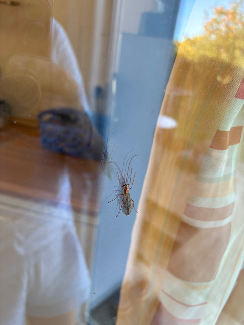 Eine bernsteinfarbene Schlupfwespe der Gattung Ophion ruht an einer Fensterscheibe, in der sich ihr Körper spiegelt.