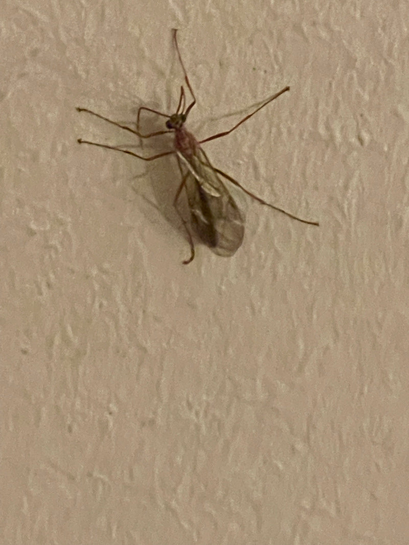 Eine bernsteinfarbene Schlupfwespe der Gattung Ophion ruht an einer verputzten Wand.