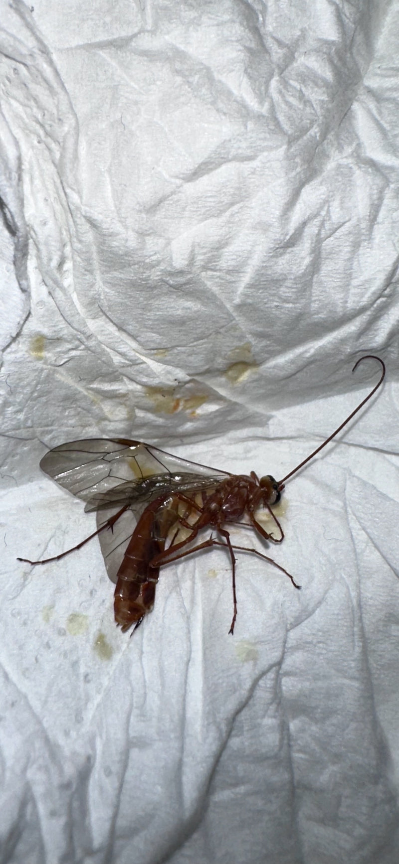 Eine bernsteinfarbene Schlupfwespe der Gattung Ophion liegt seitlich auf einem weißen, zerknüllten Papiertuch.