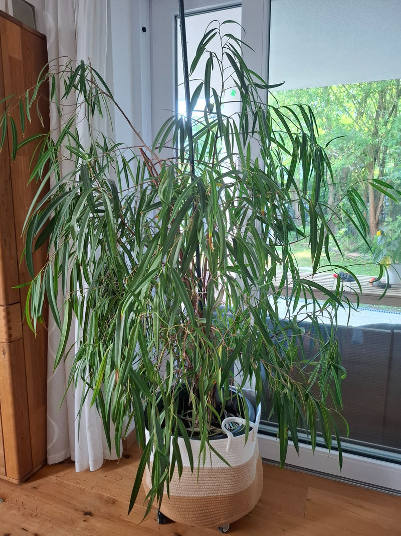 Zu sehen ist eine große, in einem Topf stehende Schmalblättrige Feige mit vielen langen, schmalen Blättern in einem Innenraum vor einem Fenster.