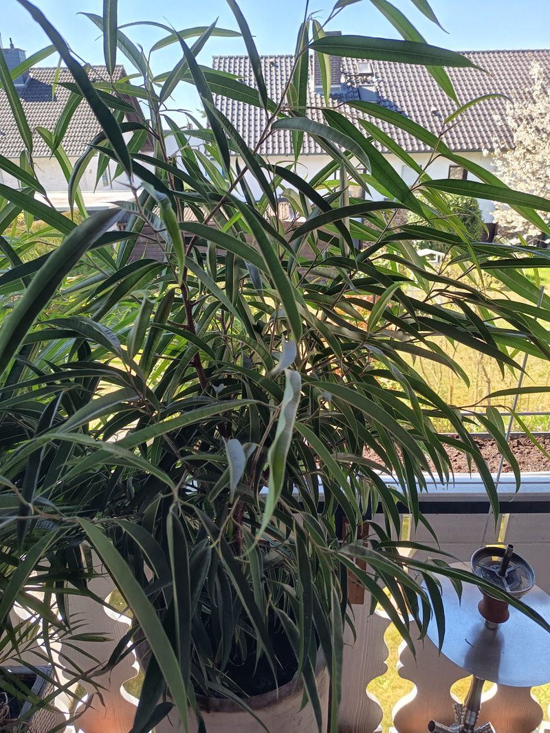 Das Foto zeigt eine Schmalblättrige Feige in einem Topf auf einem sonnigen Balkon. Gut erkennbar sind die langen, schmalen Blätter und die verzweigten Triebe.