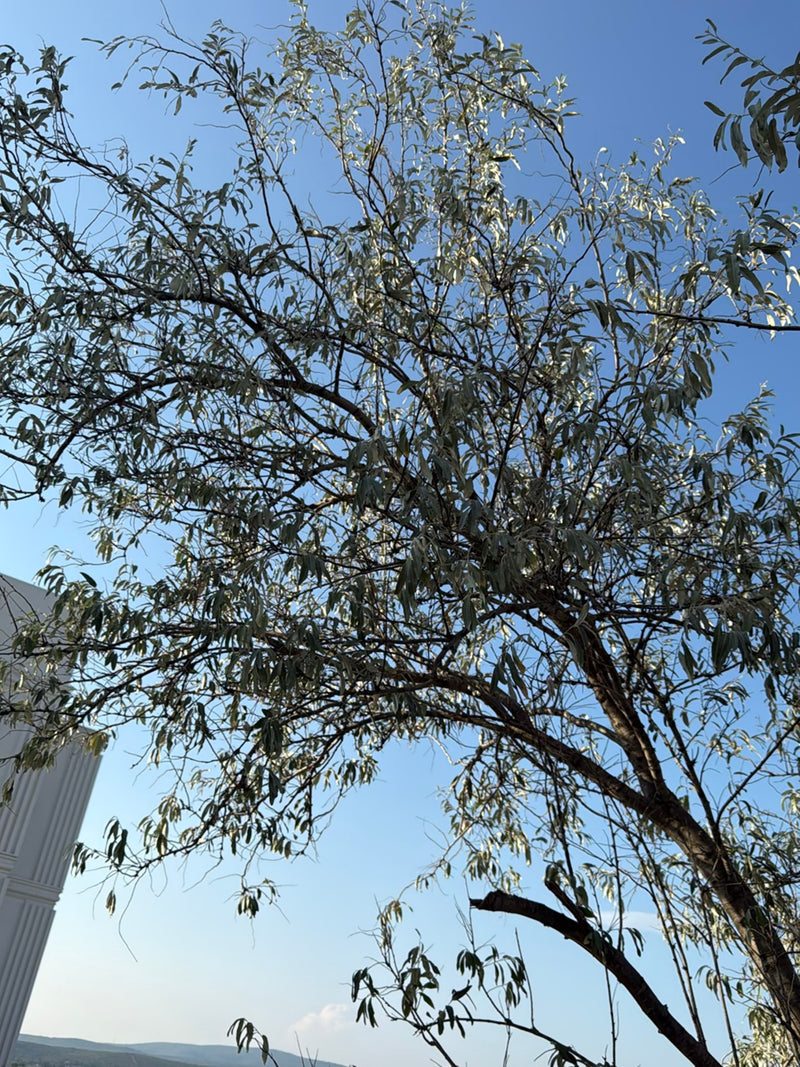 Zu sehen ist eine Schmalblättrige Ölweide mit feinen, silbrigen Blättern, fotografiert von unten gegen den blauen Himmel. Der Baum zeigt seine charakteristis...