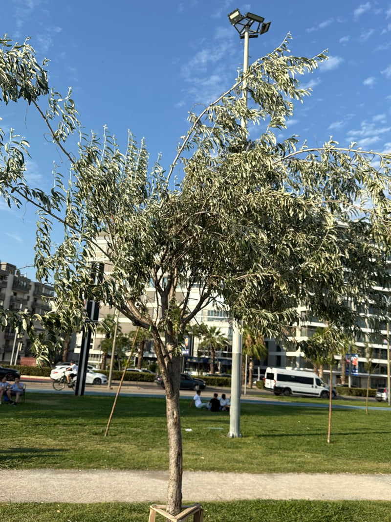 Zu sehen ist ein junger Baum mit typischen silbrig-grünen, schmalen Blättern. Er steht auf einer städtischen Rasenfläche vor einer Straßenkulisse.