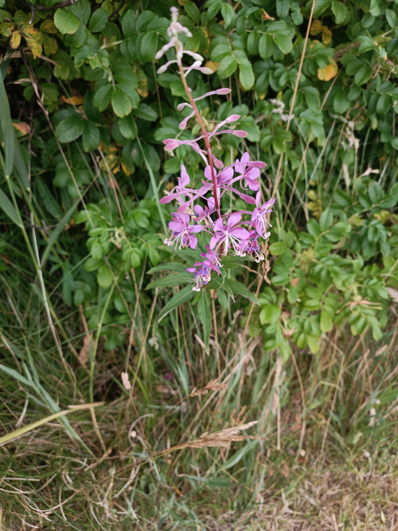 Schmalblättriges Weidenröschen — Bild 3 von 15