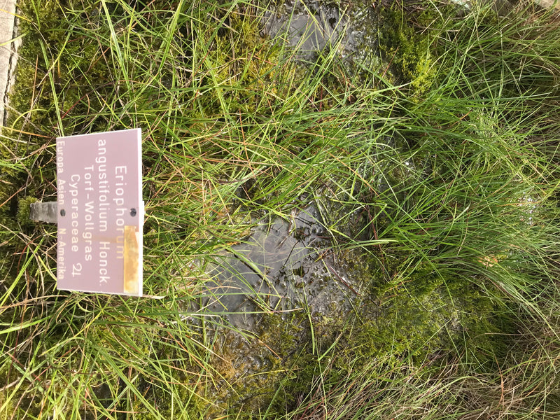 Schmalblättriges Wollgras — Bild 1 von 1