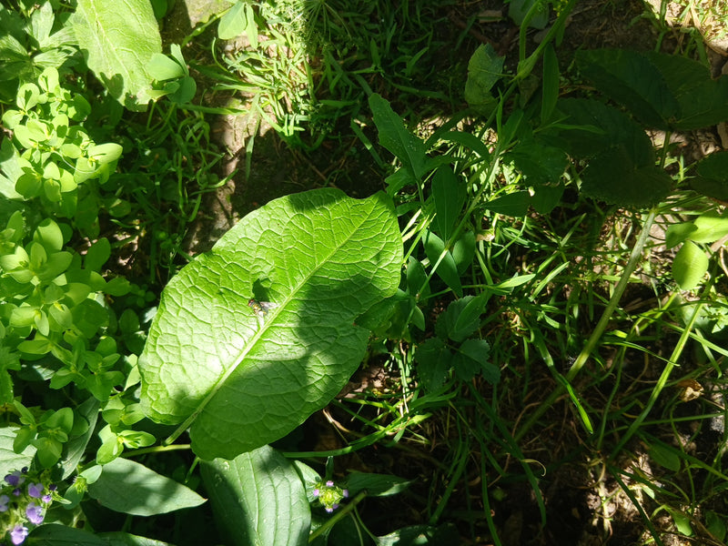 Auf dem Bild sitzt eine Schmeißfliege auf einem großen, grünen Blatt mitten im Gras. Das Insekt ist in der Draufsicht zu erkennen.