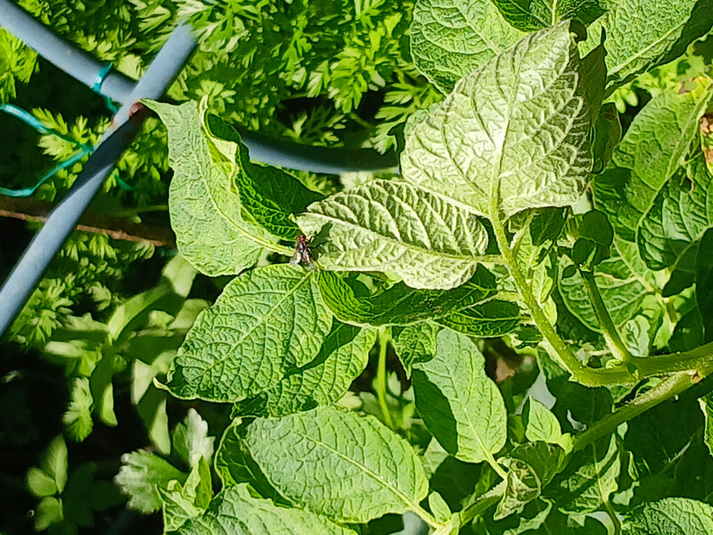 Eine kleine Fliege sitzt auf einem grünen Blatt im Garten.