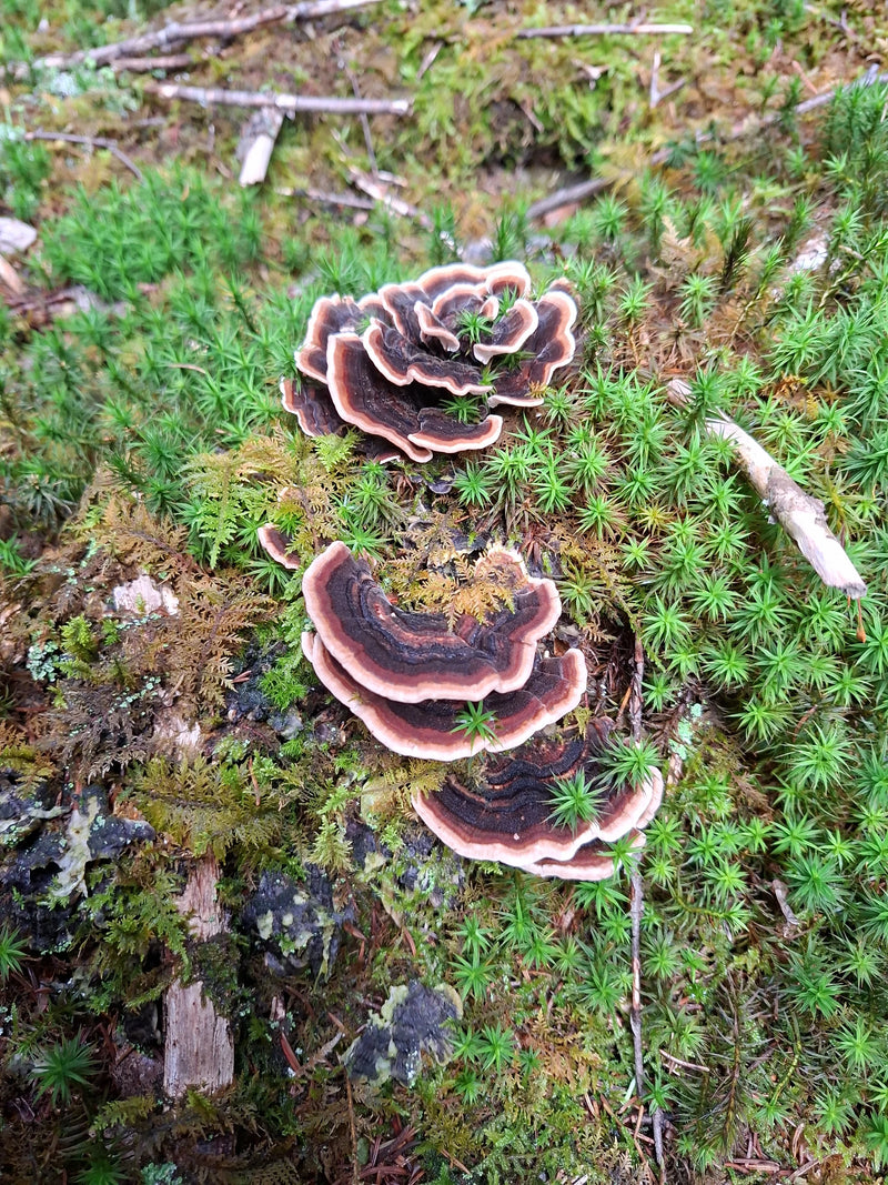 Mehrere fächerförmige Fruchtkörper einer Schmetterlings-Tramete wachsen auf moosbedecktem Holz am Waldboden.