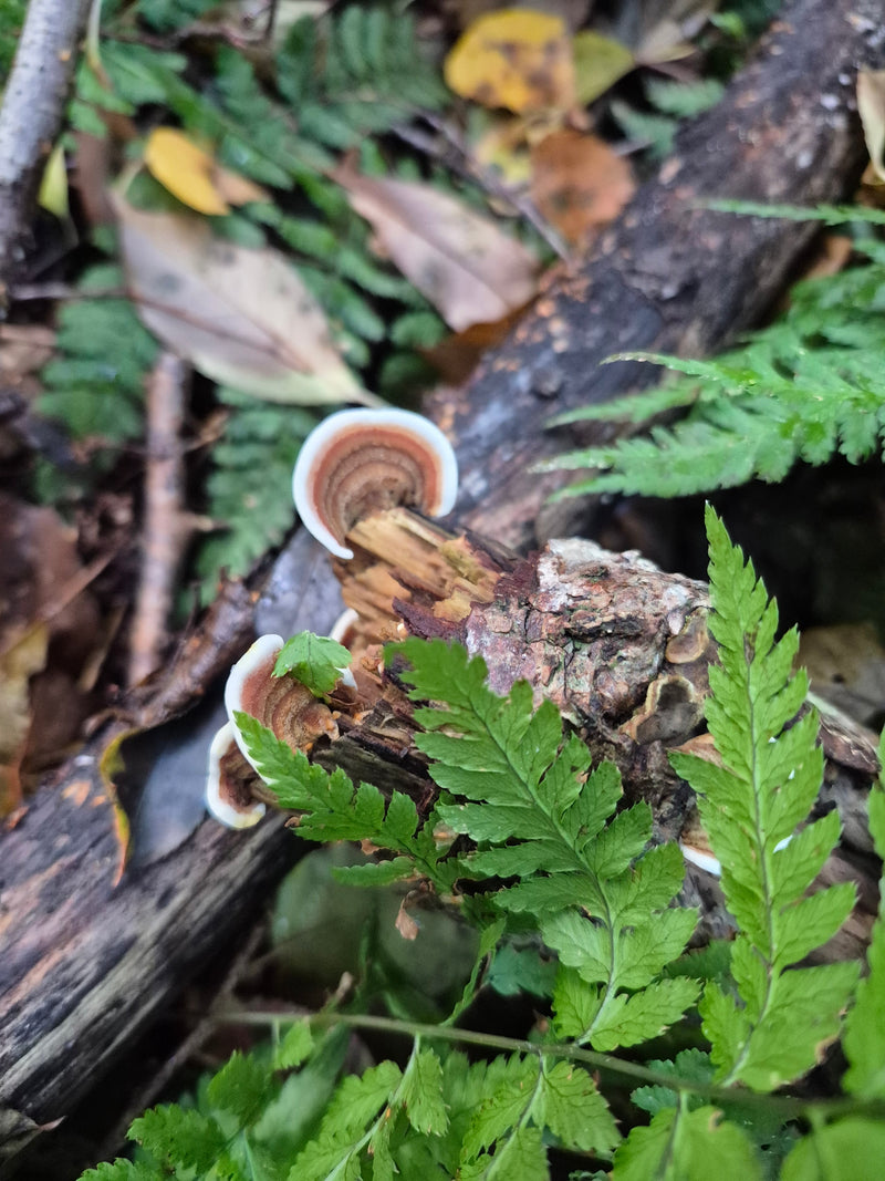 Fruchtkörper einer Schmetterlings-Tramete wachsen an einem morschen Ast am Waldboden.